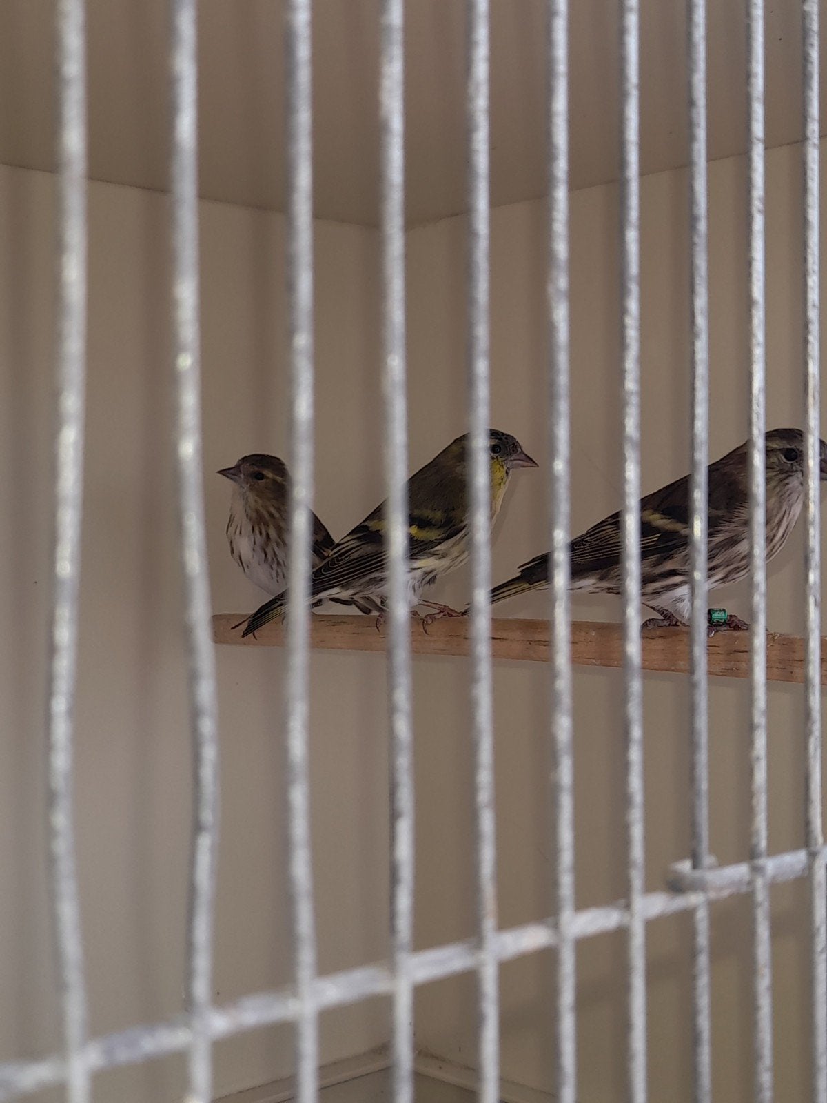sijsjes 35 euro st, Dieren en Toebehoren, Geringd