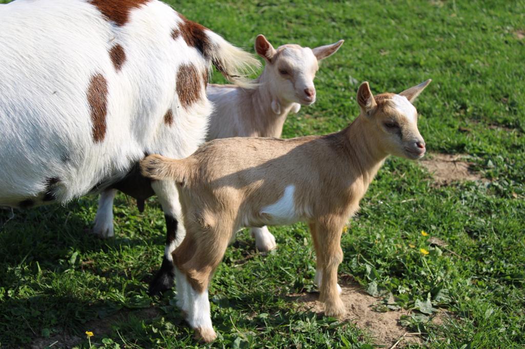 Dwerggeit lammetjes te koop, Femelle, Chèvre, 0 à 2 ans