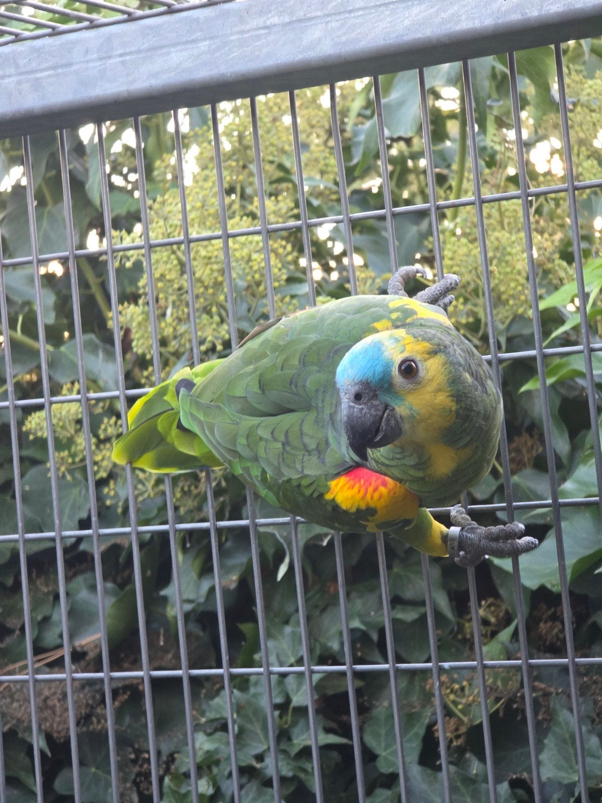 Geelschouder blauwvoorhoofd amazone natuurbroed