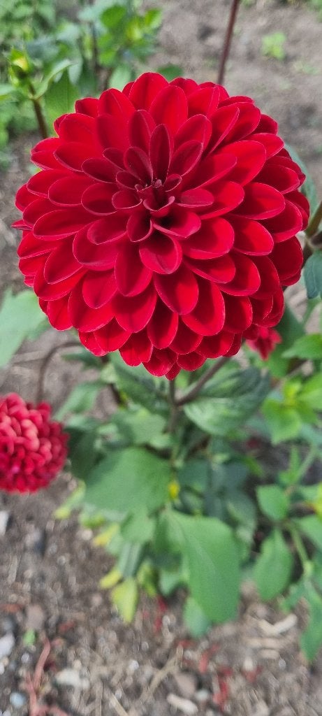 Dahlia night queen, Tuin en Terras, Ophalen of Verzenden, Voorjaar, Volle zon, Bloembol