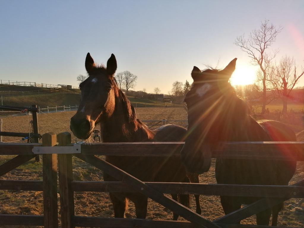 Boite à chevaux DSL 9 et pâturage, Pâturage, 2 ou 3 chevaux ou poneys