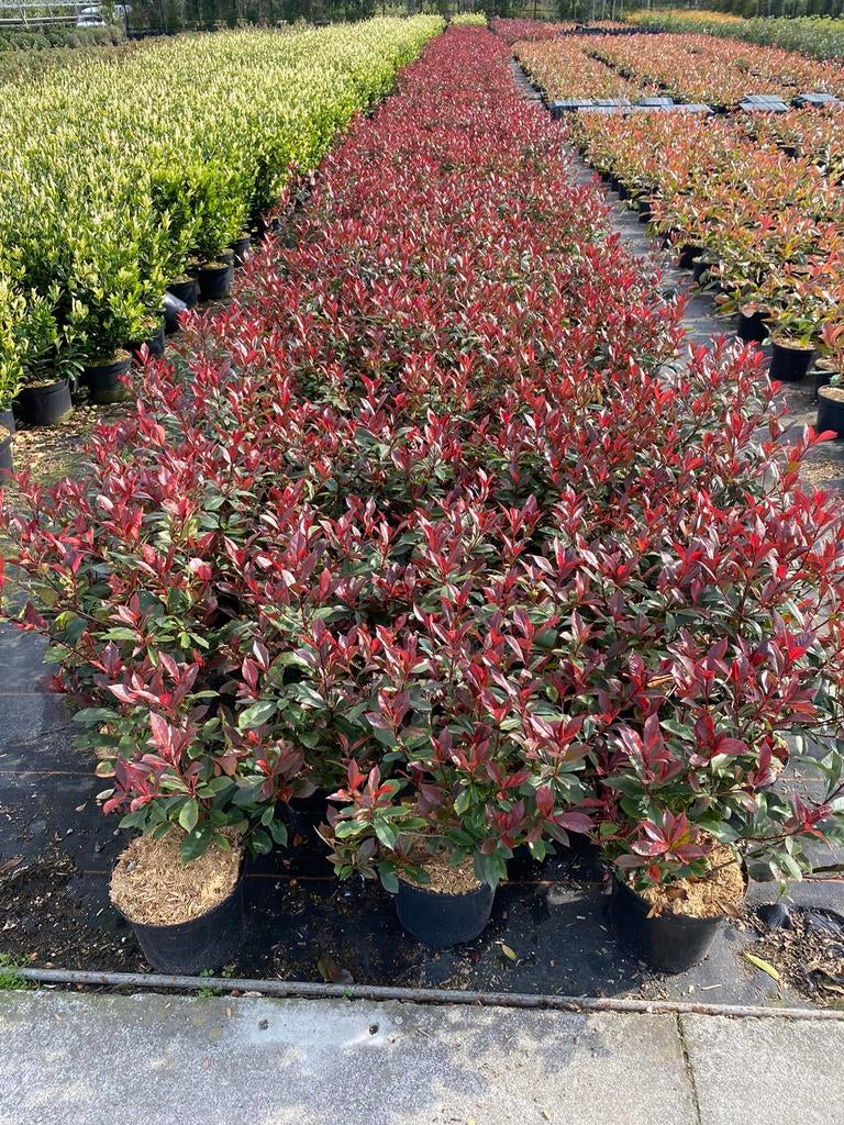 Photinia fraseri 'Carre Rouge', Hagen en sierheesters., Enlèvement, Haie, Moins de 100 cm