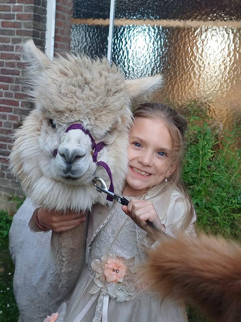 gemengde kudde alpaca’s (dekhengst apart), Dieren en Toebehoren, Juni, Meerdere dieren