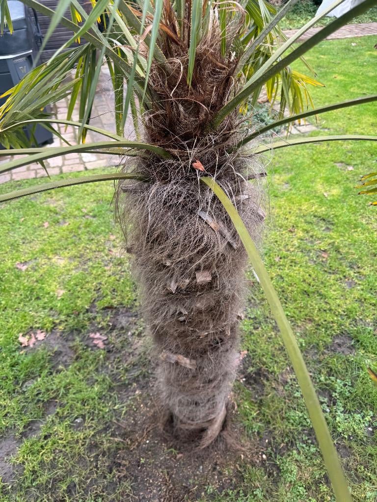 Trachycarpus Fortunei Palmboom, Ophalen, Volle zon, Palmboom, 100 tot 250 cm