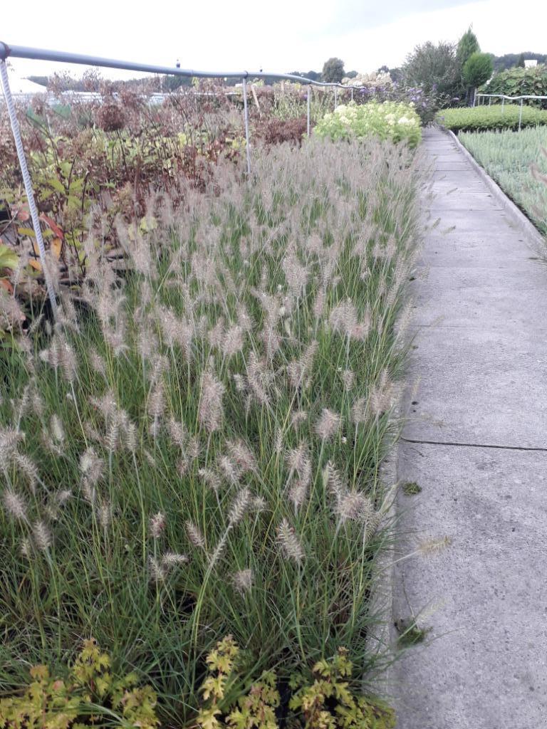Siergras/Lampenpoetsersgras/'Little Bunny', Tuin en Terras, Planten | Tuinplanten, Ophalen