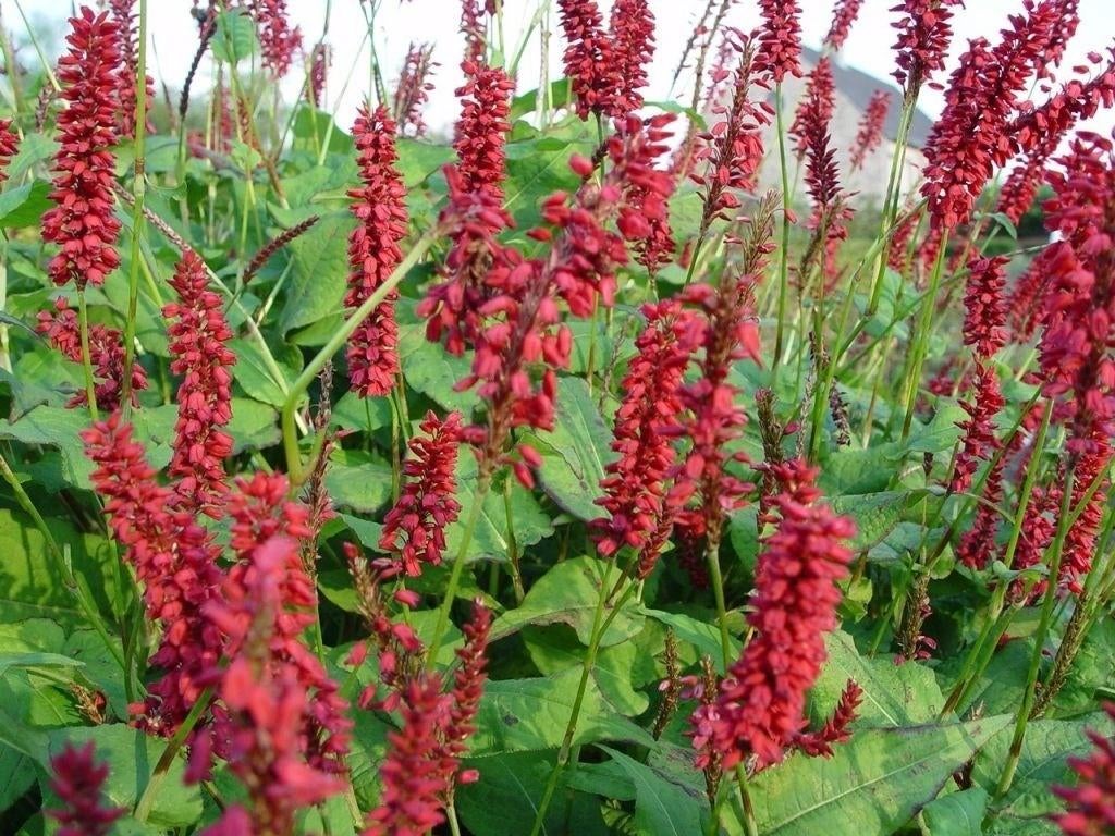 Persicaria, Pennisetum,, Jardin & Terrasse, Plantes | Jardin, Enlèvement ou Envoi