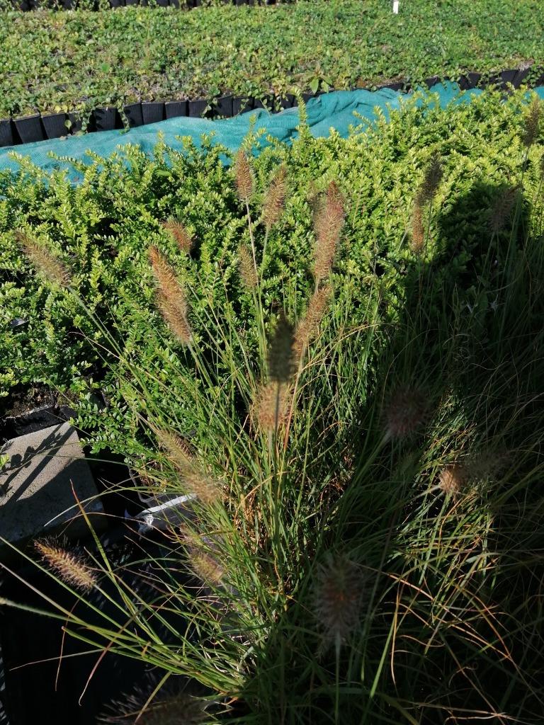 Siergras, lampenpoetsersgras (Pennisetum Hameln), Tuin en Terras, Planten | Tuinplanten, Ophalen, Vaste plant, Siergrassen, Volle zon