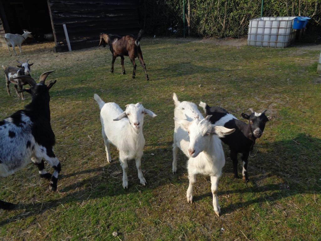 wij zoeken neerhof dieren, Dieren en Toebehoren, Meerdere dieren, Geit, 6 jaar of ouder