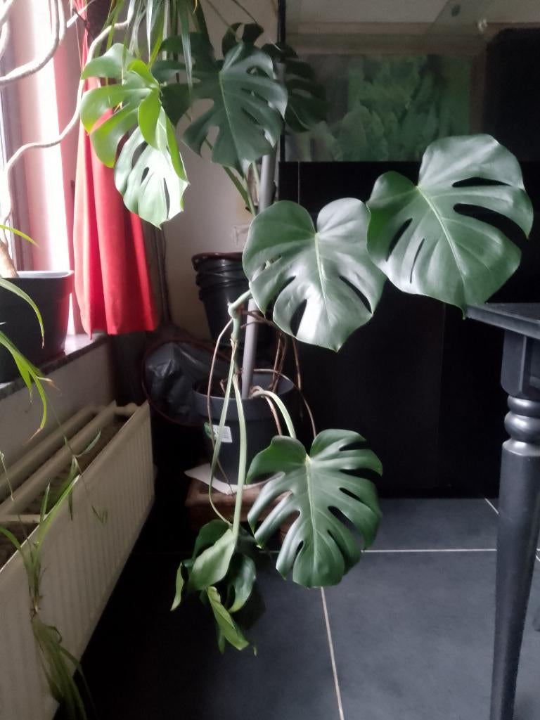 Monstera plant te koop eigen kweek 15 euro, Tuin en Terras, Planten | Tuinplanten, Vaste plant, Overige soorten, Halfschaduw, Bloeit niet