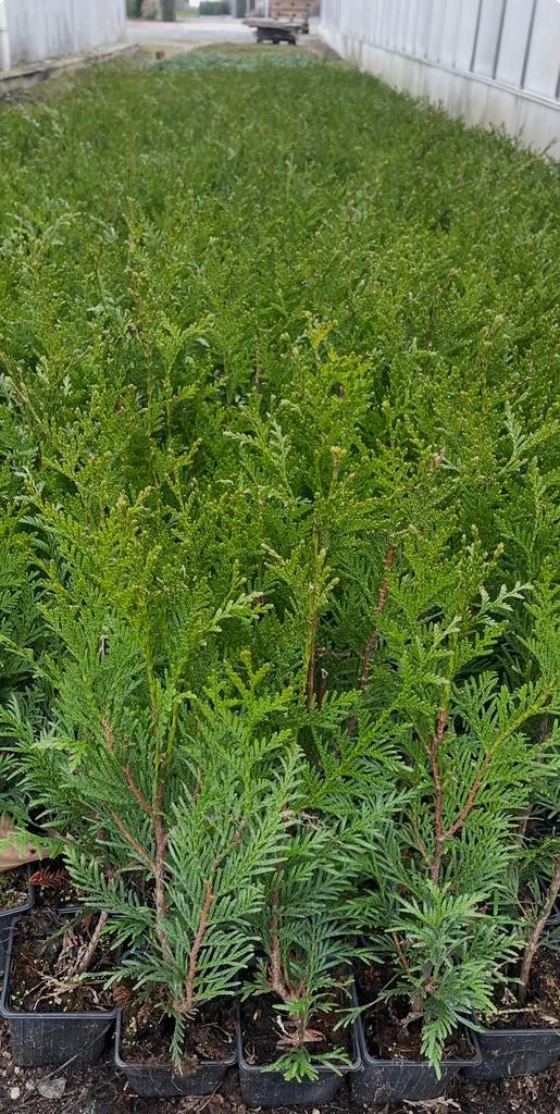 ‼️Thuja plic. Atrovirens aan PROMOprijzen‼️, Enlèvement, Taxus, Haie