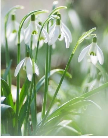 Gezocht Galanthus nivalis sneeuwklokjes., Ophalen