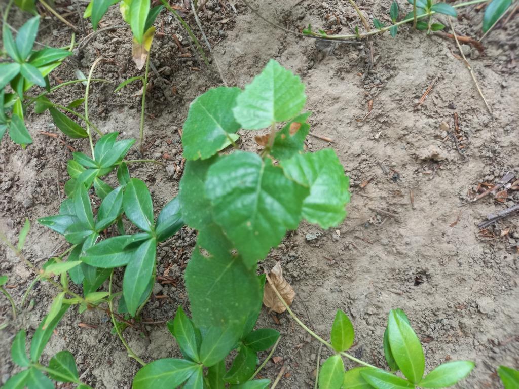 Gratis Jonge Berk, Tuin en Terras, Ophalen, Vaste plant, Overige soorten