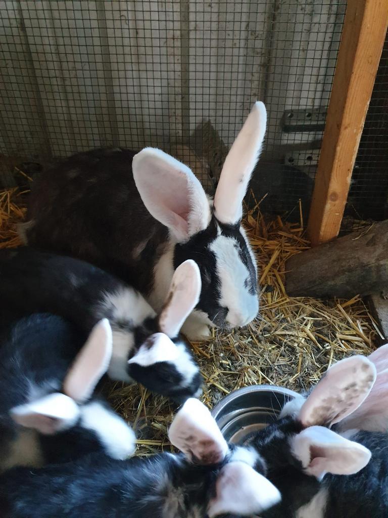Duitse reuzen, Dieren en Toebehoren
