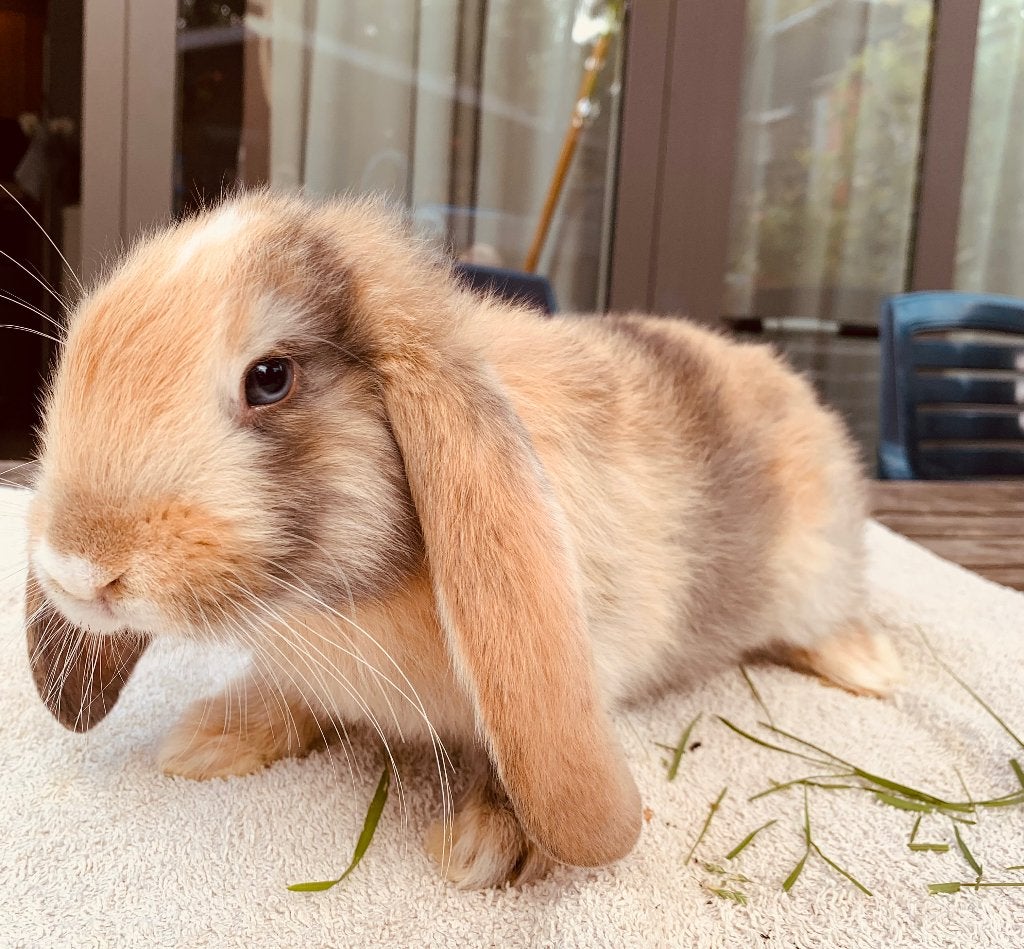 Franse hangoortjes, Mannelijk, Groot, Hangoor, 0 tot 2 jaar