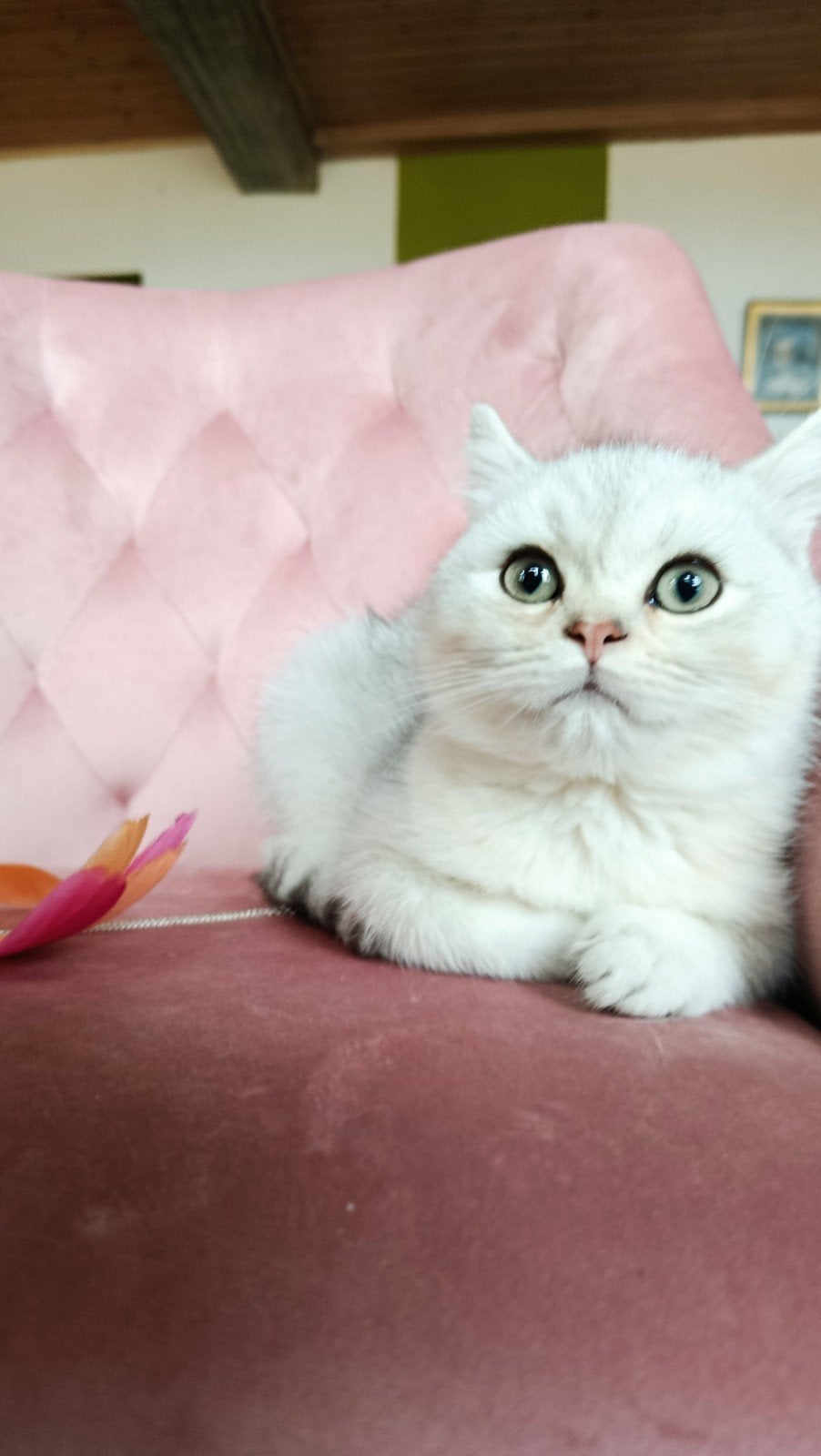 Kittens British korthaar, Dieren en Toebehoren, Kater, Met stamboom, 0 tot 2 jaar