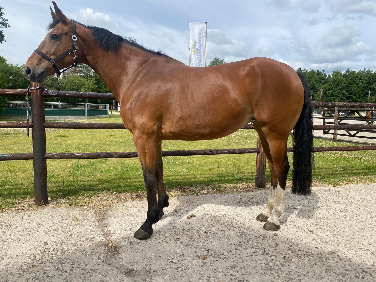 Fokmerrie te koop, Avec puce électronique, 11 ans ou plus, M, 165 à 170 cm