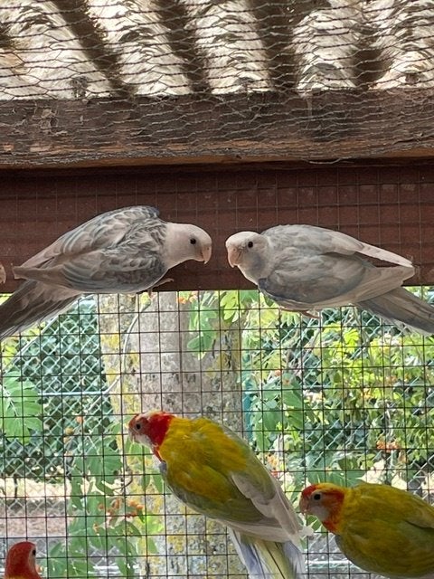 Rosella's, Dieren en Toebehoren, Meerdere dieren, Parkiet, Geringd