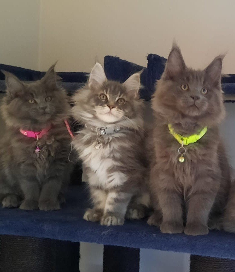 Maine coon xxl kittens met kampioen stamboom Russisch lijn, Dieren en Toebehoren, Meerdere dieren, Met stamboom, 0 tot 2 jaar
