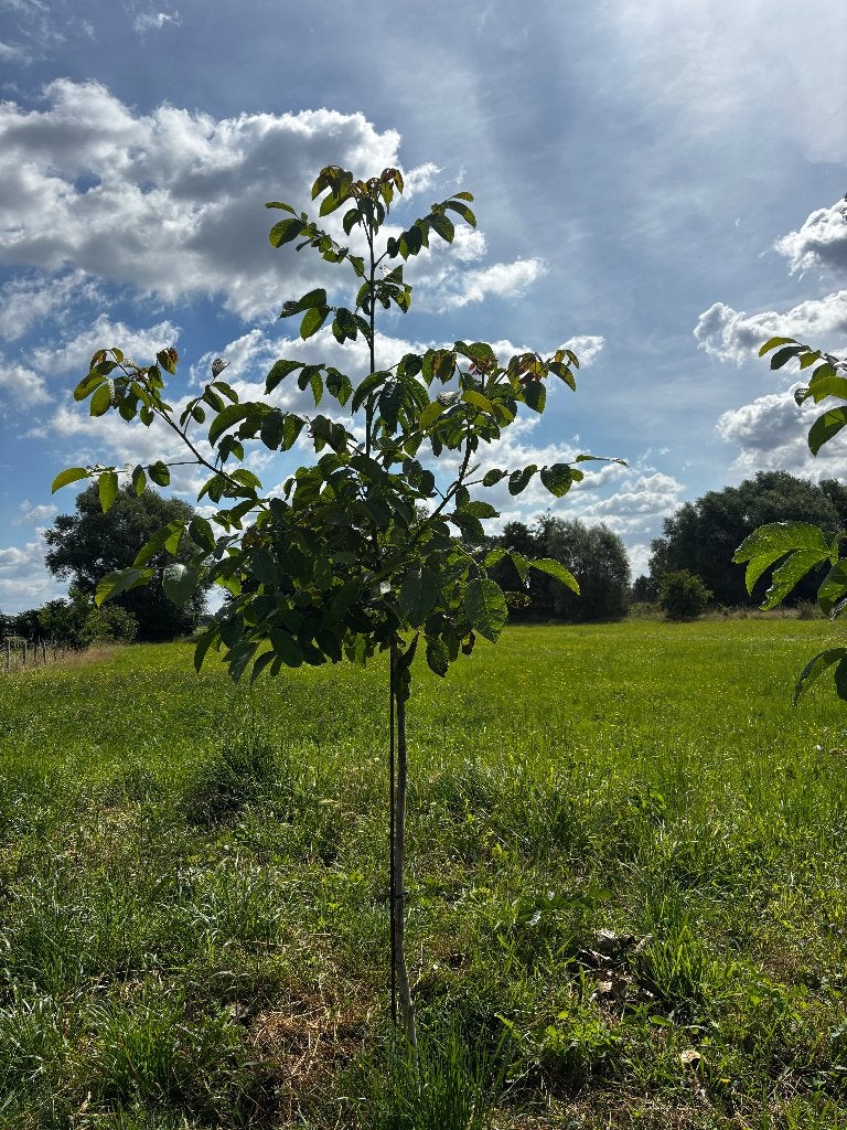 Noyer Juglans Regia Buccaneer, Enlèvement, Autres espèces, 100 à 250 cm