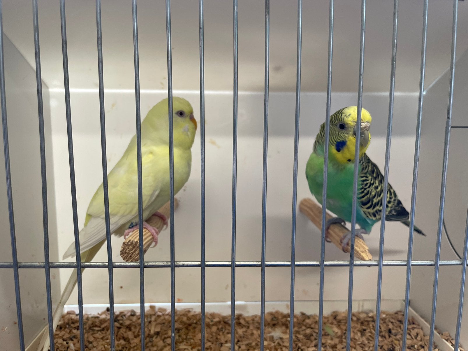 Grasparkieten koppel, Plusieurs animaux, Perruche