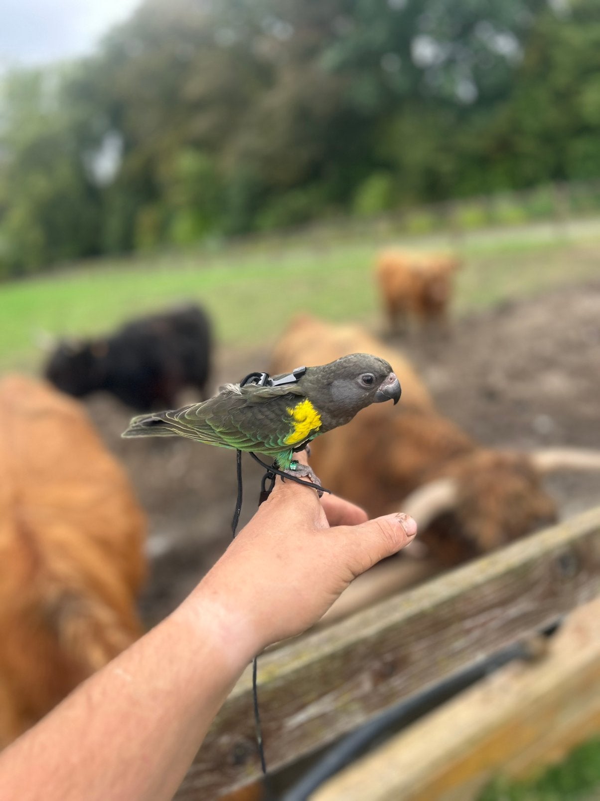 Tamme meyer papegaai, Dieren en Toebehoren, Papegaai
