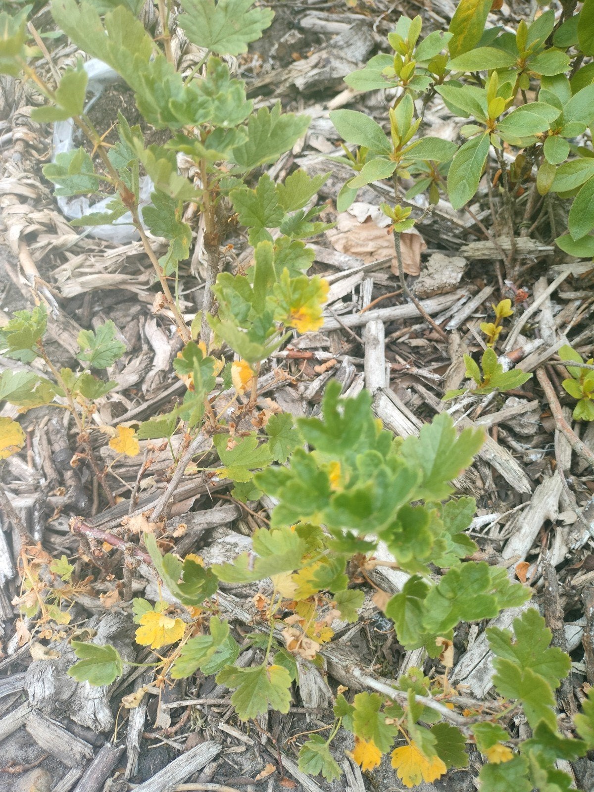 2 stekelbes planten, Tuin en Terras, Ophalen