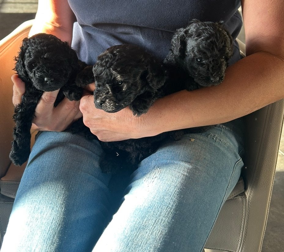 Toy poedels ter reservatie, Caniche, Maladie de Carré (chiens), Plusieurs, Belgique