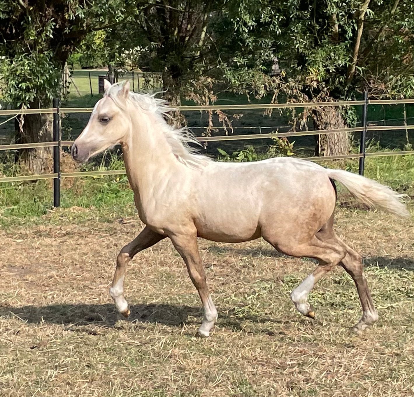Prachtige, kindvriendelijke welsh veulens+ merrie 1m30, Dieren en Toebehoren, Meerdere dieren, B, C pony (1.27m tot 1.37m), Met stamboom