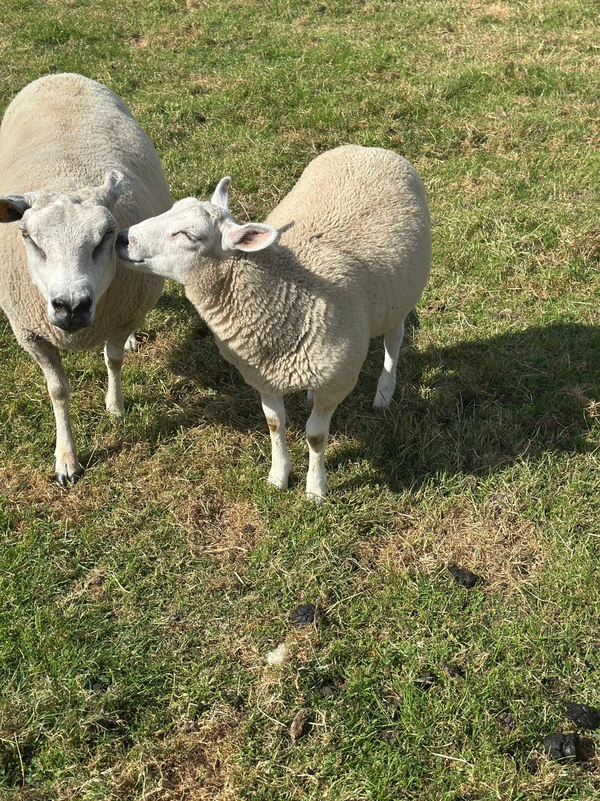 1 ram + 1 hooi te koop zijn geboren eind maart, Mannelijk, Schaap, 0 tot 2 jaar