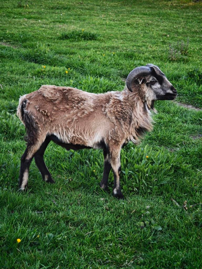 Kameroen schaap lam ram, Schaap