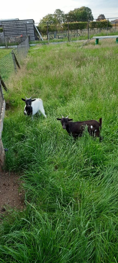 dwerggeitjes, Dieren en Toebehoren, Vrouwelijk, Geit, 0 tot 2 jaar