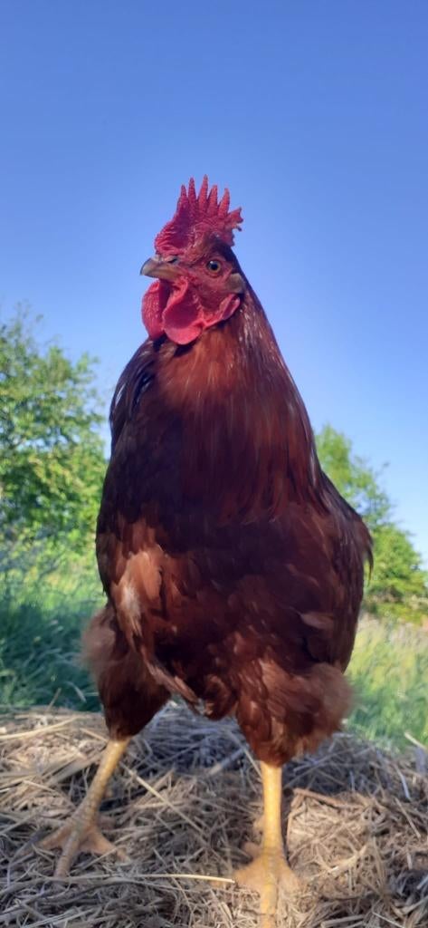 lief speciaal haantje, Dieren en Toebehoren, Pluimvee, Mannelijk, Kip