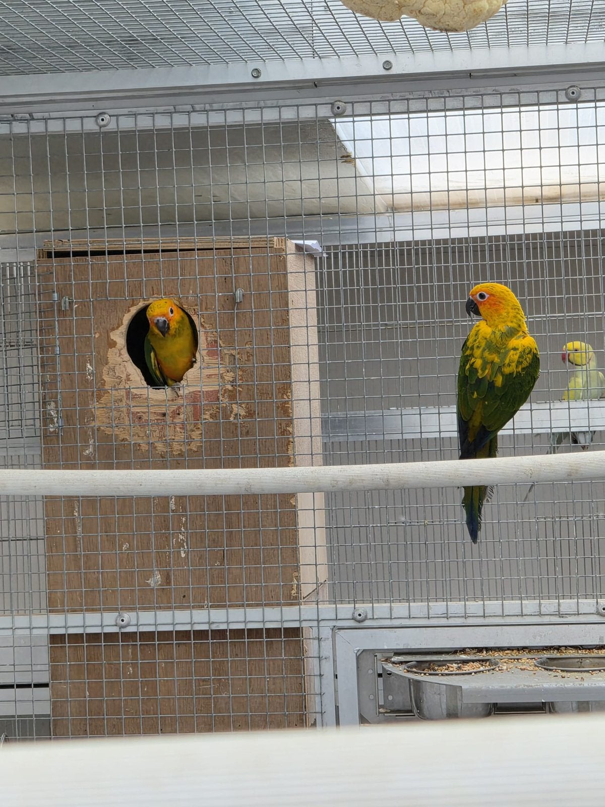 2 koppels zonneparkieten met dna