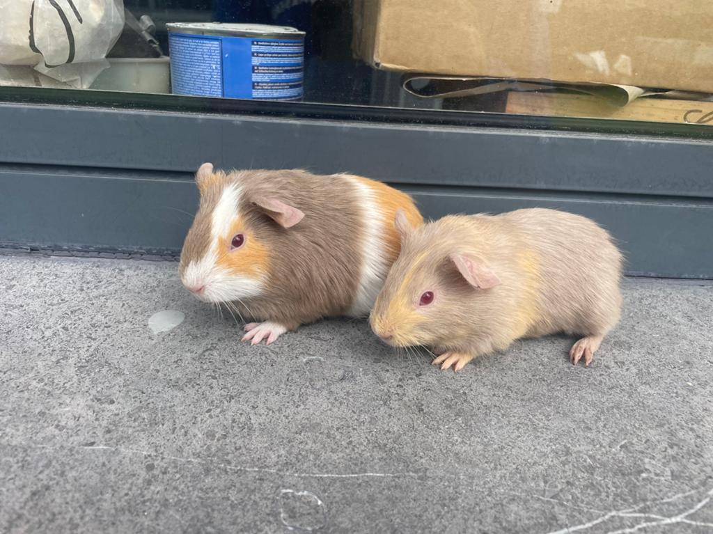 Jonge cavia’s, Vrouwelijk, Tam, Maart, Cavia