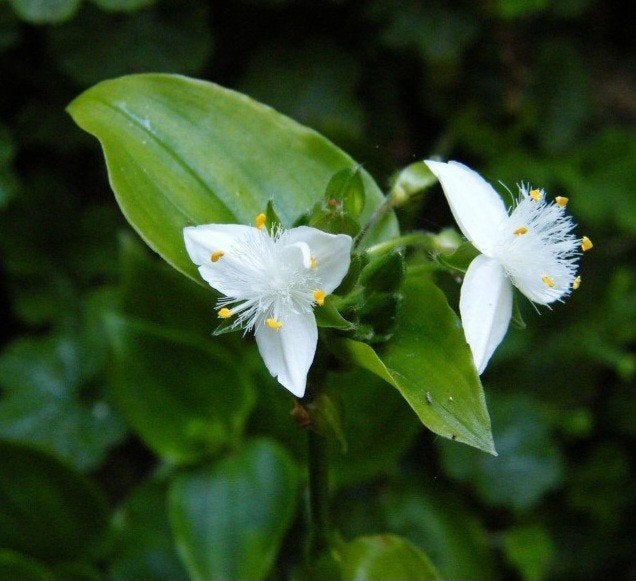 Tradescantia, Enlèvement