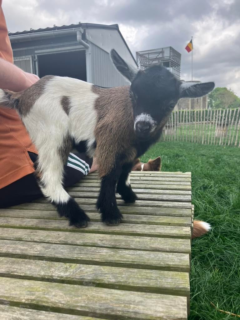Dwerggeitjes te koop, Dieren en Toebehoren, Schapen, Geiten en Varkens, Meerdere dieren, Geit, 0 tot 2 jaar