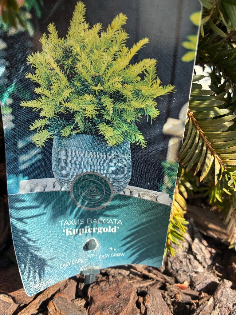 taxus baccatta 'kupfergold' x 3 stuks, Tuin en Terras, Kunststof, Vierkant, Zo goed als nieuw, Balkon