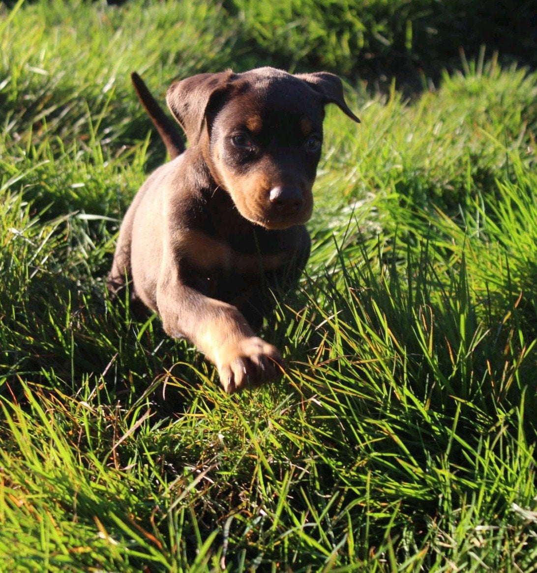 Bruine dobermann puppy, België, Fokker | Hobbymatig, Overige rassen, 8 tot 15 weken
