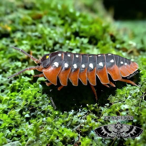 armadillidium klugii montenegro, Animaux & Accessoires, Enlèvement