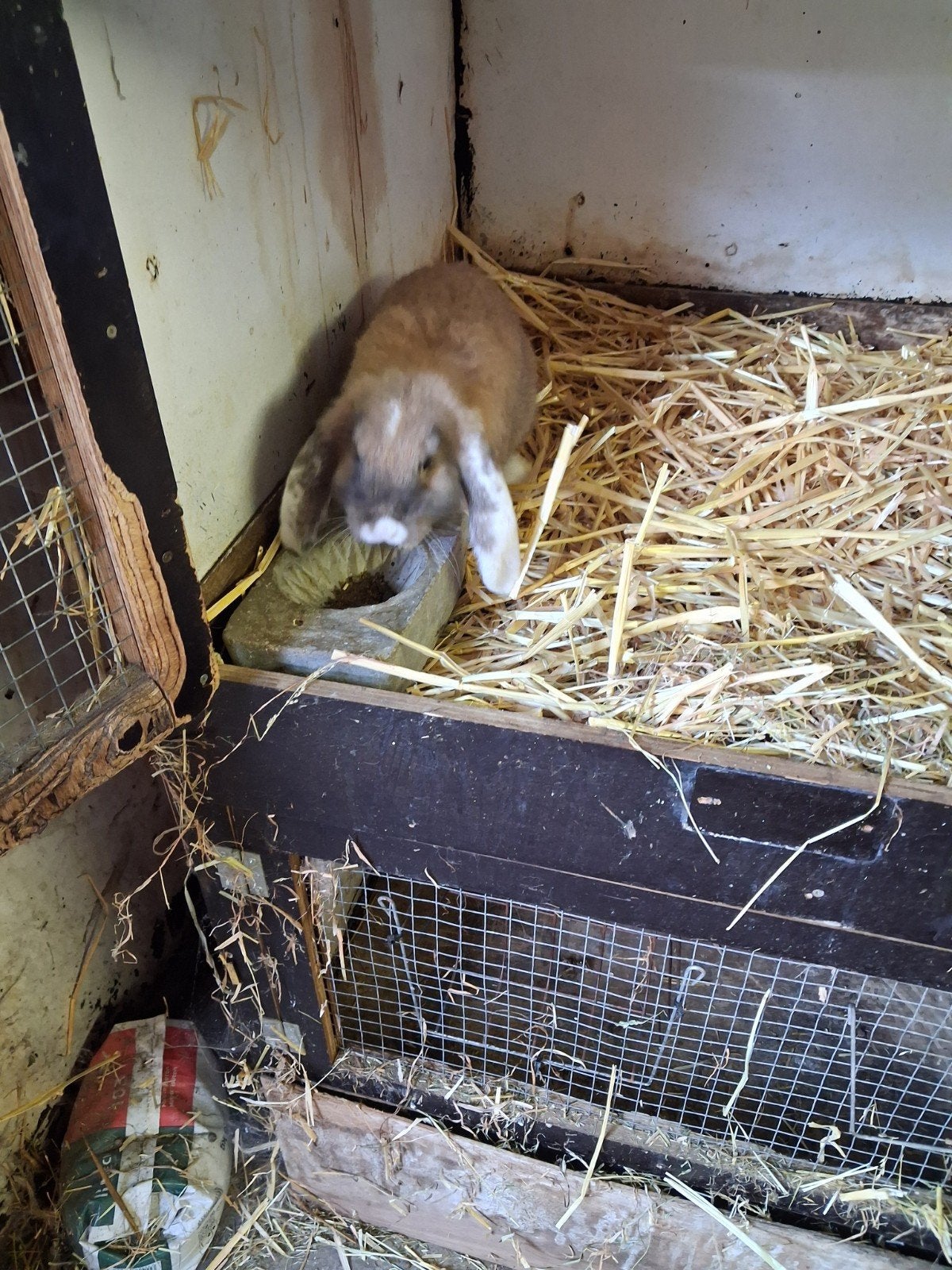 Franse hangoor voedster drie maanden 15 €, Dieren en Toebehoren, Konijnen, Hangoor
