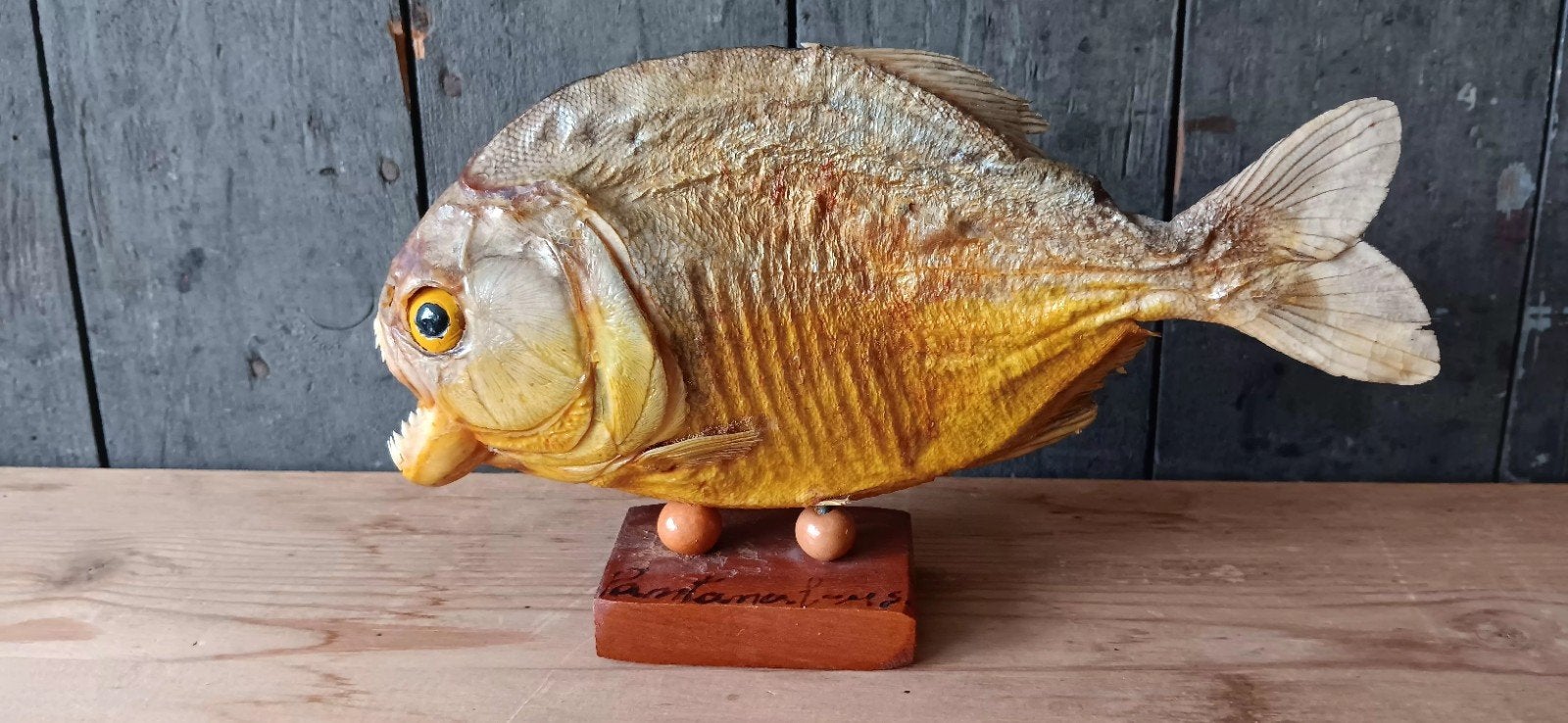 Opgezette Phirana, Dieren en Toebehoren, Vis