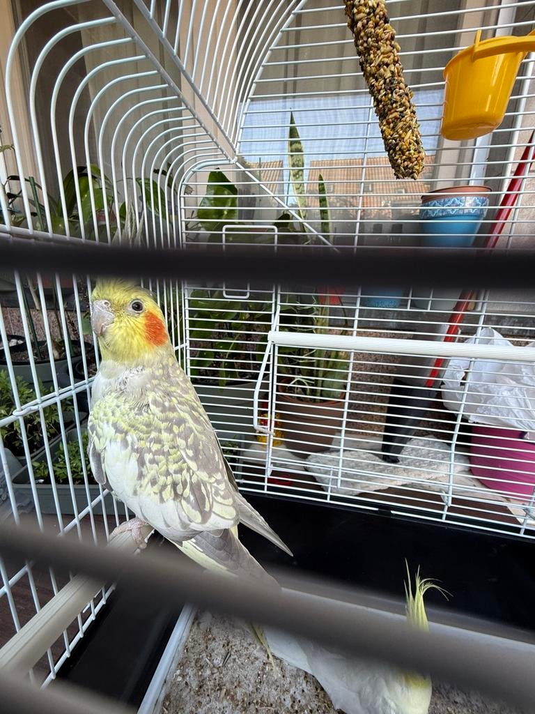 Te koop: vogelkooi met 2 valkparkieten, Femelle, Perruche, Domestique