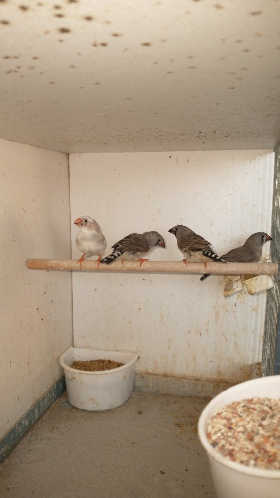 Zebravinken 2026, Animaux & Accessoires, Oiseaux | Oiseaux Autre, Plusieurs animaux, Oiseau tropical