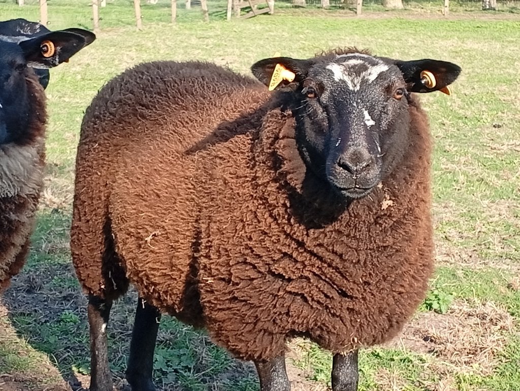 Ooien te koop, Dieren en Toebehoren, Vrouwelijk, Schaap, 0 tot 2 jaar
