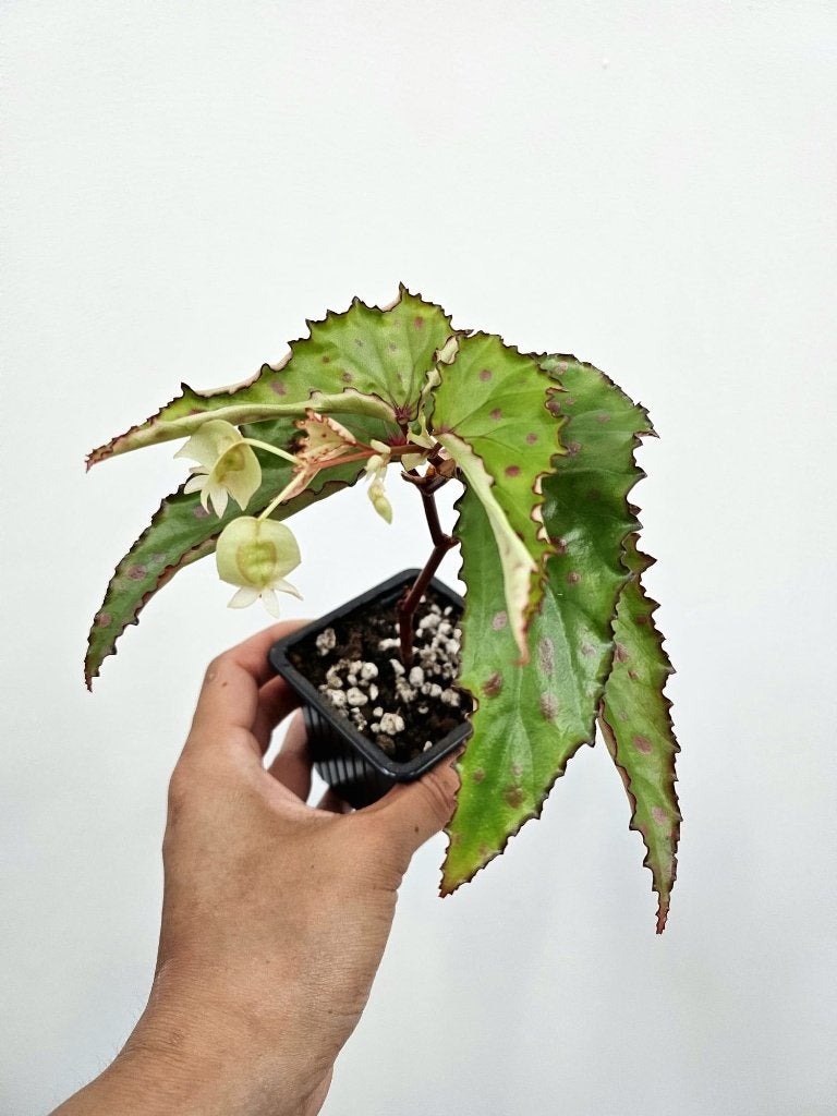 Begonia Pink Dottie, Autres espèces, En pot, Enlèvement ou Envoi, Moins de 100 cm
