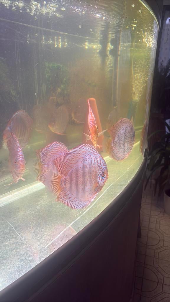 Discusvissen te koop €150 voor 1 stuk, 15 cm Meerhout, Vis, Zoetwatervis