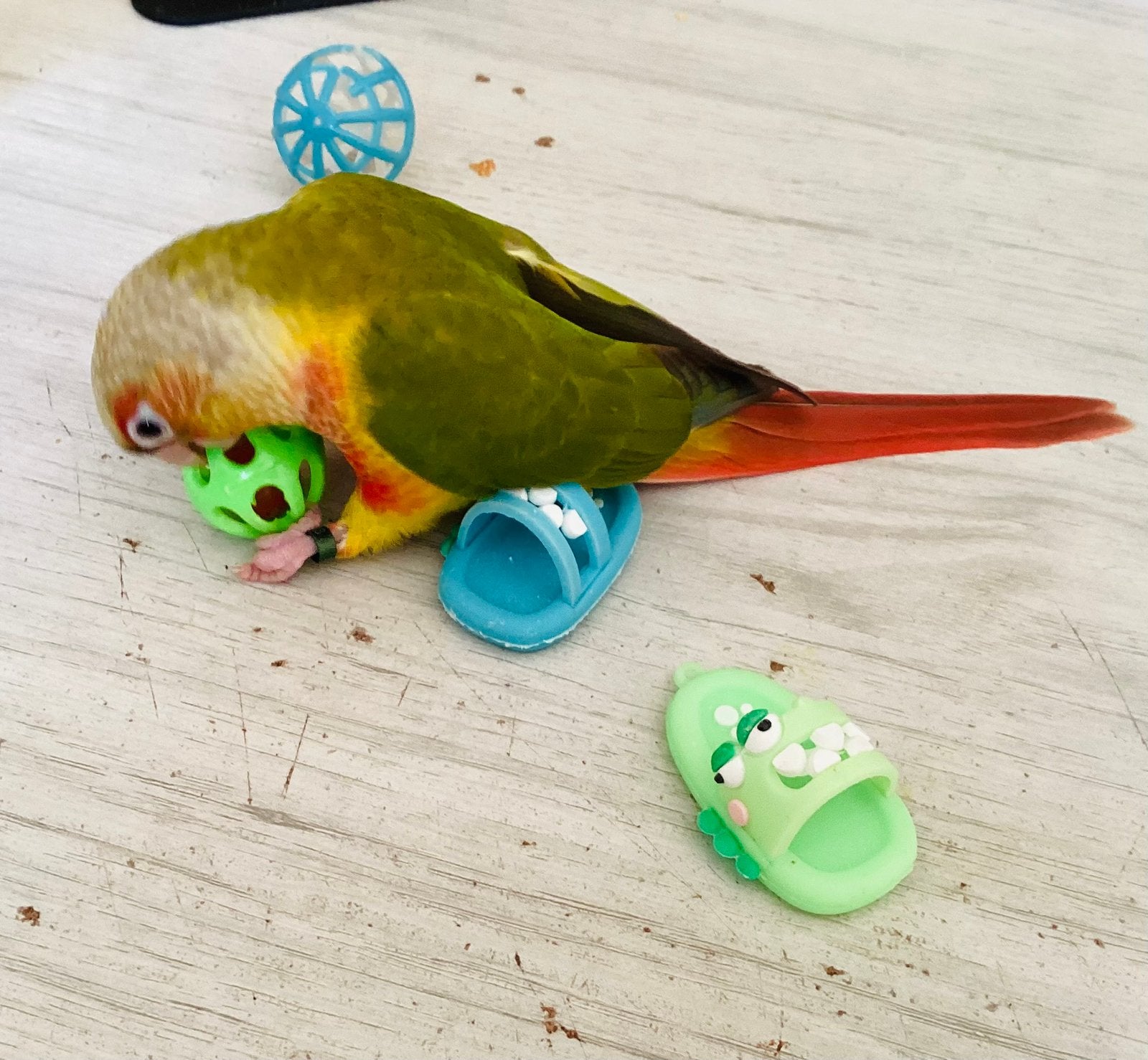 Conure pyrrhura molinea EAM, Animaux & Accessoires, Mâle