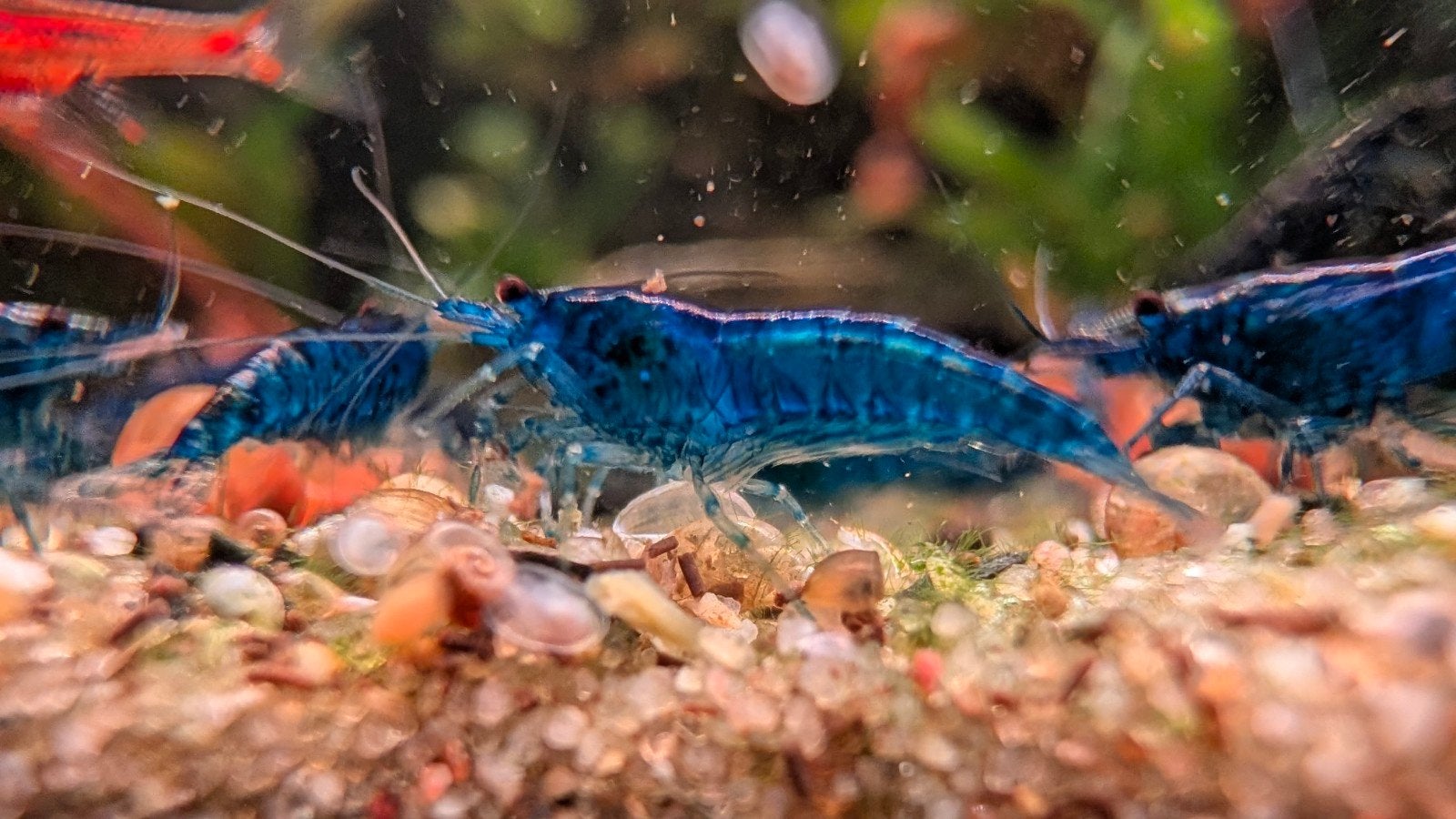 Neocaridina blue garnalen, Kreeft, Krab of Garnaal, Zoetwatervis, Schoolvis