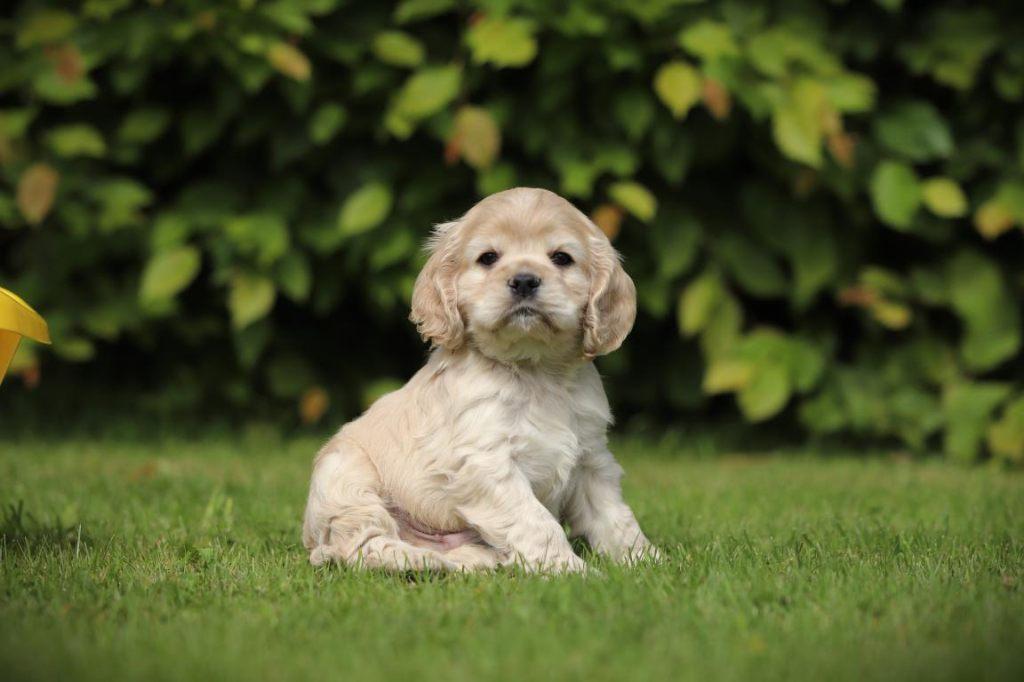 Creme Cocker, chiots Cocker américains à vendre, Animaux & Accessoires, Plusieurs, Hépatite contagieuse (maladie de Rubarth), Belgique