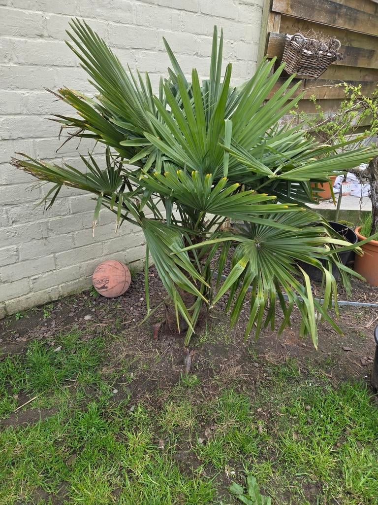 Trachycarpus fortunei, Ophalen, Volle zon, Palmboom, 100 tot 250 cm